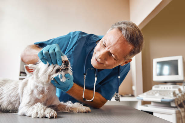 Best Mobile Emergency Dentist in Burke Centre, VA